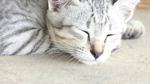 Sleepy cat.video 4k Stock Footage 81566852