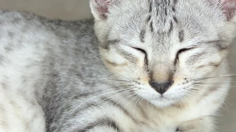Sleepy cat.video 4k Stock Footage 81567160
