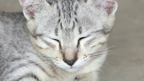 Sleepy cat.video 4k Stock Footage 81568684