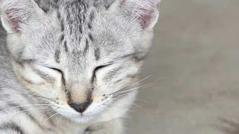 Sleepy cat.video 4k Stock Footage 81568859