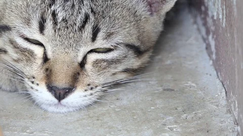 Sleepy cat.video 4k Stock Footage 81570061