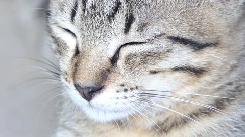 Sleepy cat.video 4k Stock Footage 81570346