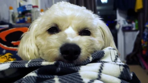 A sleepy cavapoo dog Stock Footage 296301531