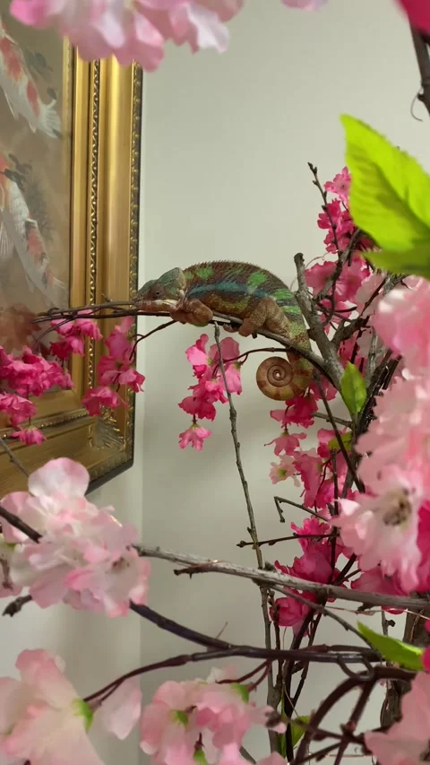 Sleepy Chameleon Stock Footage 150405466