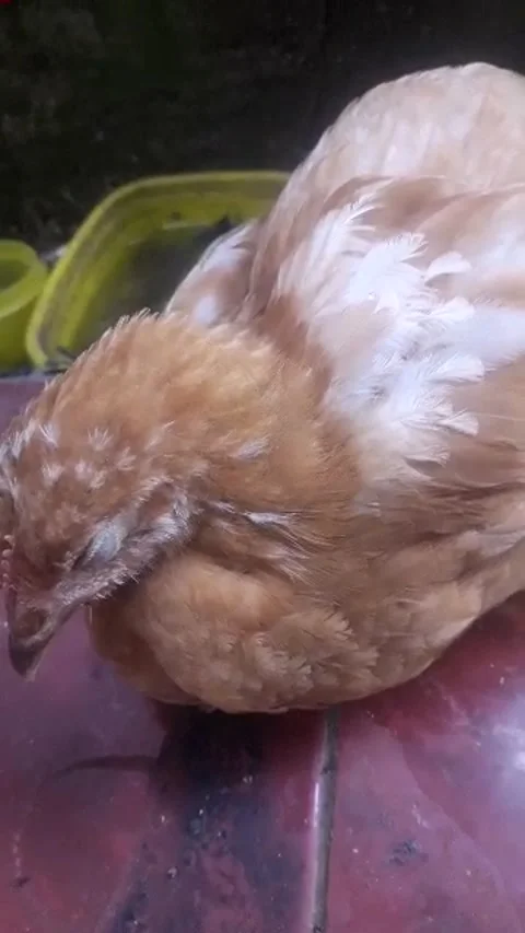 Sleepy chicken Stock Footage 213835721