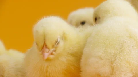 Sleepy chicks standing together Stock Footage 47923900
