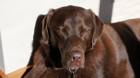Sleepy chocolate labrador Stock Footage 49090723