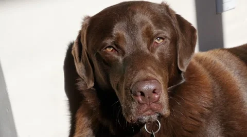 Sleepy chocolate labrador Stock Footage 49090728