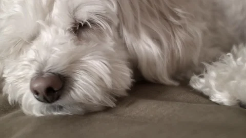 Sleepy cocker spaniel poodle dog Stock Footage 72674118