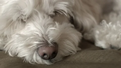 Sleepy cocker spaniel poodle dog resting 動画素材 72674218