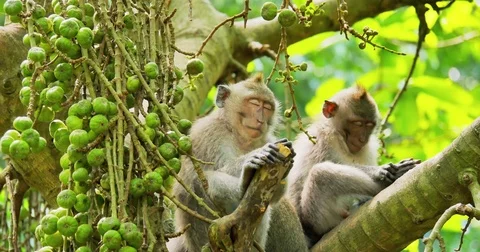 Sleepy comic monkeys with funny faces take a nap while resting on tree branch 스톡 동영상 73836403