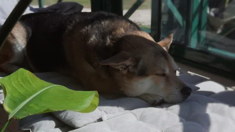 Sleepy corgi dog napping in warm sunlight at home cozy pet lifestyle. Stock Footage 339000339