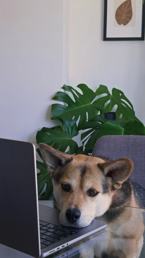 Sleepy Corgi Mix Resting Head on Laptop Keyboard After Long Working Day Vídeo Stock 340576379