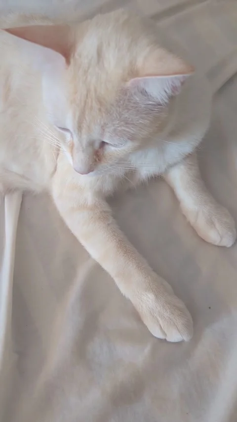 Sleepy Cream Cat Resting on White Linen Stock Footage 341152643