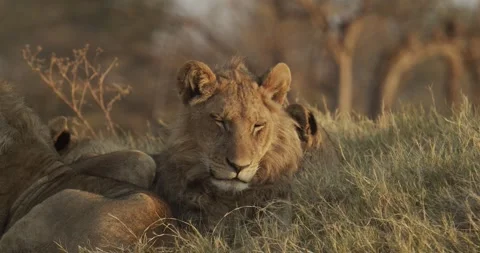 Sleepy cub Stock Footage 304112994