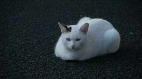 A sleepy cute cat lie down and try to hear something Stock Footage