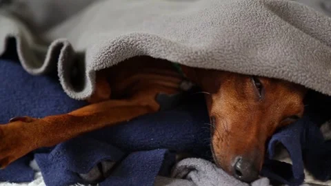 A sleepy, cute dog face. A resting pet. Stock Footage 282730880