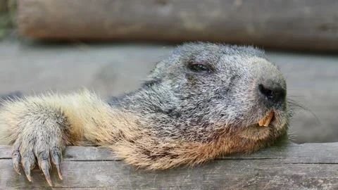 Sleepy cute groundhog resting outdoors in nature, close up shot. Closing eyes Stock Footage 314107909