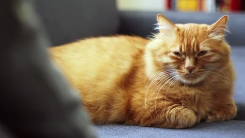 Sleepy cute red cat looking camera and slowly blinks Stock-Footage 96243330