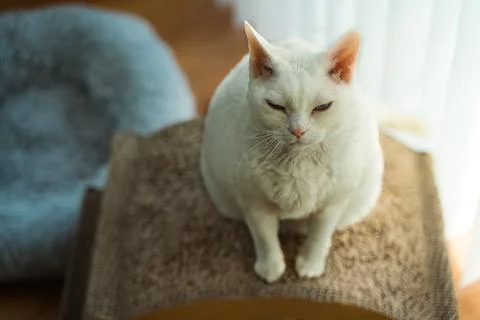 Sleepy, cute, white Devon Rex cat giving love eyes blinks to camera  Stock Photos