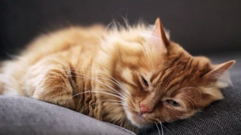 Sleepy cute yellow cat looking at camera 스톡 동영상 74397408