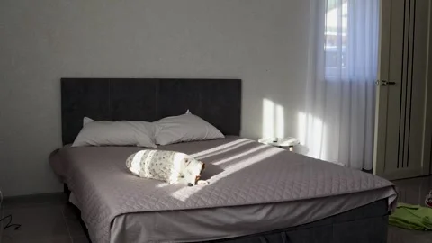 Sleepy dalmatian resting on plush bedding, stretching languidly Stock Footage 300086992