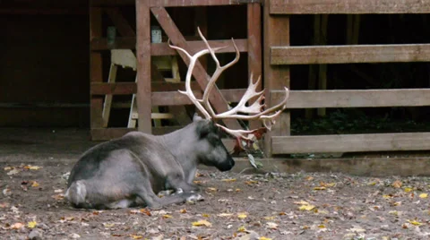 Sleepy deer, deer lying on the ground Stock Footage 36179052