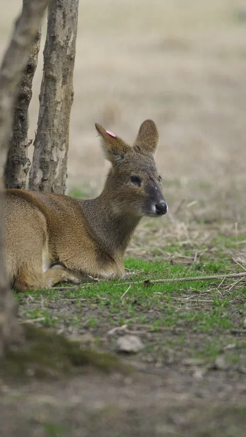 A sleepy deer (vertical) Stock Footage 329119087
