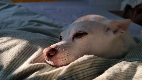 Sleepy dog in bed Stock Footage 272947489