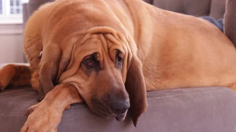 Sleepy Dog On Couch Stock Footage 130330577