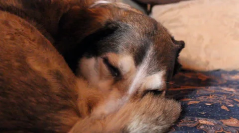 Sleepy Dog Stock Footage 33867769