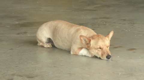Sleepy Dog Stock Footage 47126926