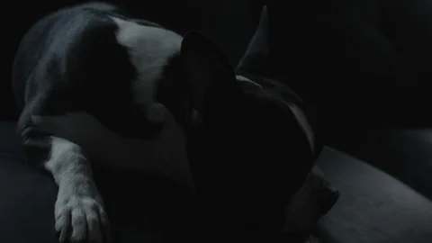 Sleepy Dog Video stock 92554688