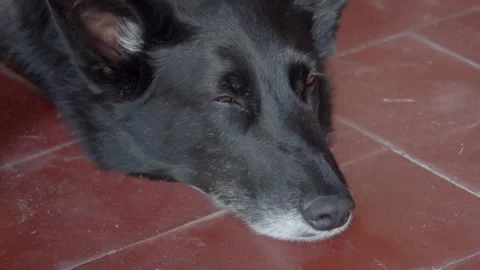 Sleepy Dog Stock Footage 146642793