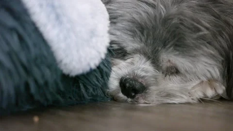 Sleepy Dog Stock Footage 169885577