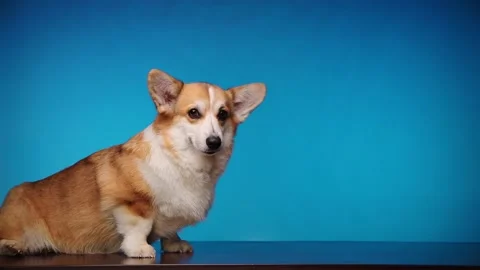 Sleepy dog. Video stock 187120709