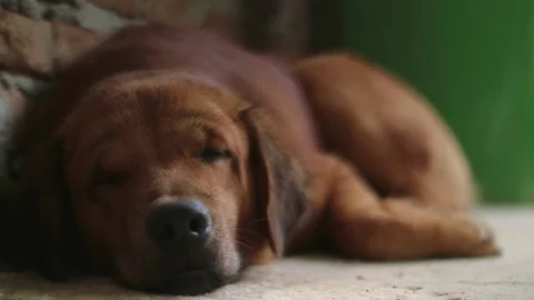 Sleepy Dog 動画素材 230632828