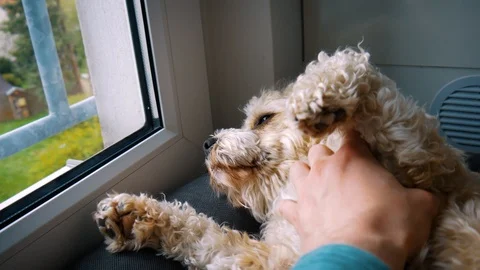 Sleepy Dog Getting Pet Stock Footage 106362338