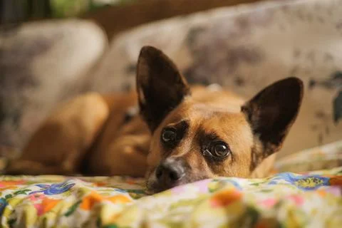 Sleepy dog lies down on couch Stock Photos