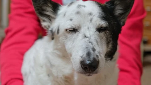 Sleepy dog on the owner's lap, small black and white dozing off, close up. Stock Footage 303085366