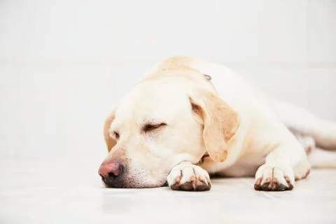 Sleepy dog Stock-Fotos