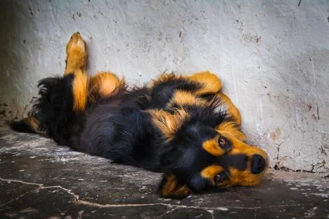 Sleepy Dog Stock Photos