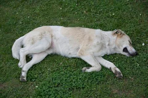 Sleepy dog Stock Photos