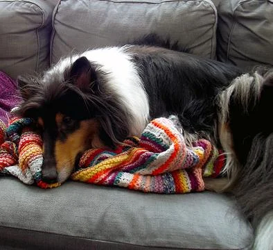 Sleepy dog Stock Photos