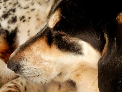 Sleepy Dog!. Stock Photos