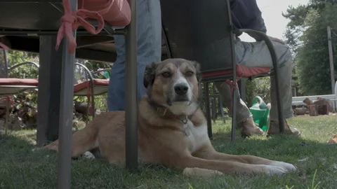 Sleepy dog resting under a table outside Stock Footage 331660599