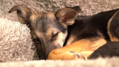 Sleepy dog surprised Video stock 102108566