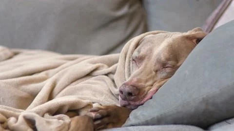 Sleepy Dog Tucked in on Couch Stock Footage