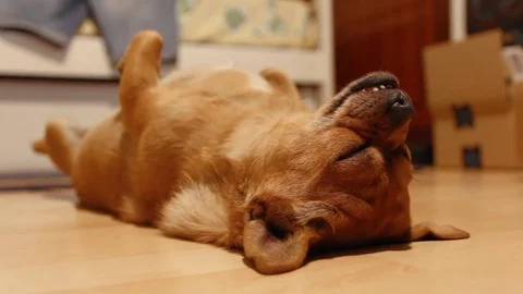 A Sleepy Doggy in Room Stock Footage 78767686
