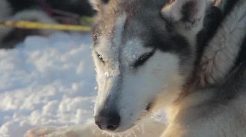 Sleepy dog.mp4 Video stock 38693381